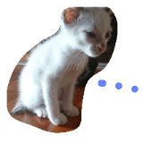 dog,cat,bird
