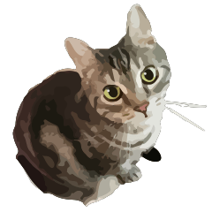 American Shorthair Lune's daily life