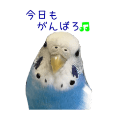 セキセイインコ ぶんちゃん 2 Line スタンプ Line Store