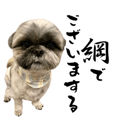 Shih Tzu Tsuna