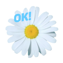 OK! by cute flowers