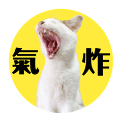 Cat_阿咪與樂樂2.0