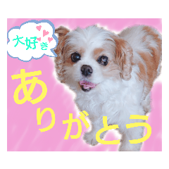 Cavalier King Charles Spaniel love