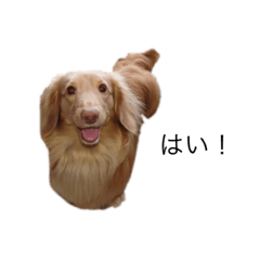 ringo_20210619224210