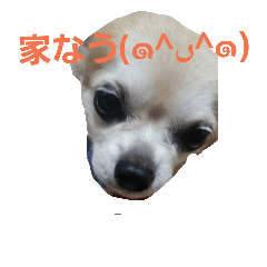 Idog