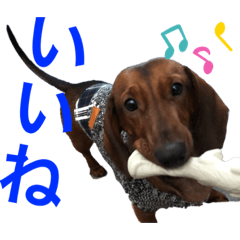 Izu_[Standard dachshund]