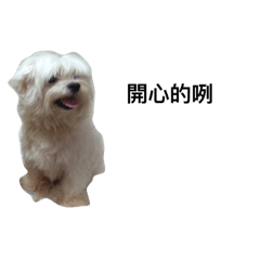 布丁果凍