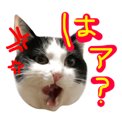 はちわれスフィンと仲間達 Teamえじぷと Line スタンプ Line Store