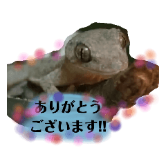 ニホンヤモリのヤモッチ3.house geckop