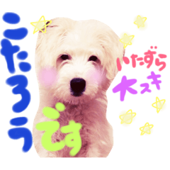 westiemix kotaro.