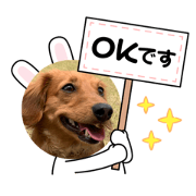 mayo's dog