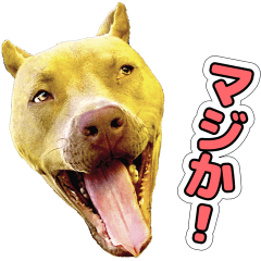 American Pit Bull Terrier [Roger] 1