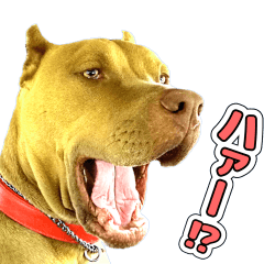 American Pit Bull Terrier [Roger] 2