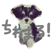 my mix dog