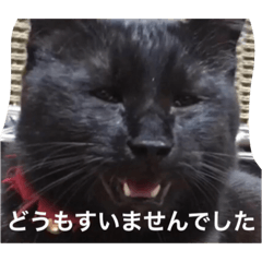 my cat ' rei