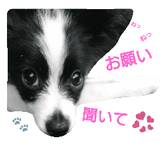 子犬のパピヨン犬 白黒 Line スタンプ Line Store