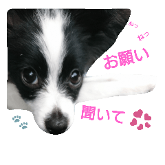 子犬のパピヨン犬(白黒)