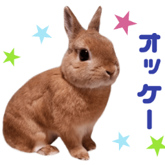 Real Rabbit - COCO -