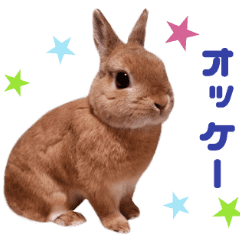 リアルうさぎのここちゃん Line スタンプ Line Store リアルうさぎのここちゃん Line スタンプ Line Store