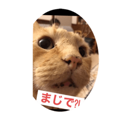 Kuro-yuzu