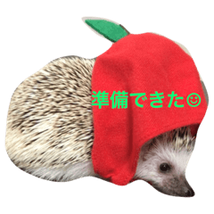 Mogu the hedgehog