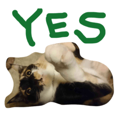 Cat with a rusty pattern