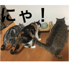 YUZUHANABEE