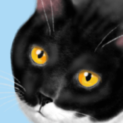 Magic Black & White Cat 3.0