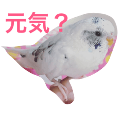 I love Budgerigars