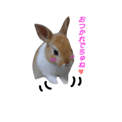 Rabbit UTA