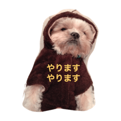 my dog  abe