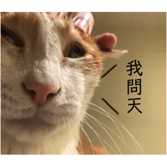 阿喵的大叔生活趴兔