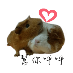 The Guinea pigs-Qmao&Momo