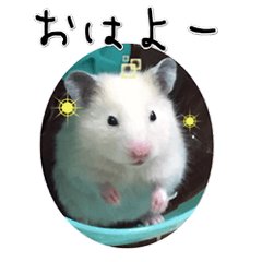 Hamster funny friends