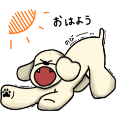 Cream poodle 1