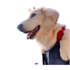 柯基犬薯條與臘腸犬Q哥-好朋友系列
