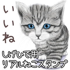 しげひで用リアルかわいい猫 Line スタンプ Line Store しげひで用リアルかわいい猫 Line スタンプ Line Store