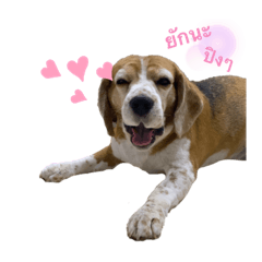 Happy chubby beagle