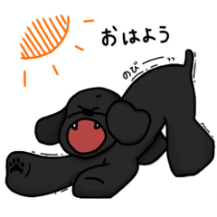 Black poodle 1