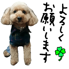 toy poodle 38