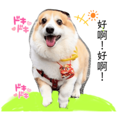 Hi 是我  妮妮家族