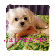 ordinary girl koharu stamp