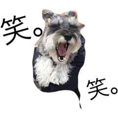 schnauzer 1124