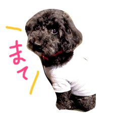 toypoodle_unichan
