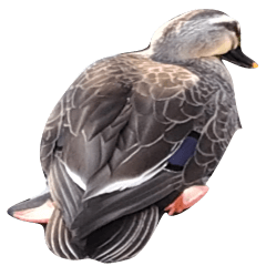 Real spot-billed duck Indonesian version
