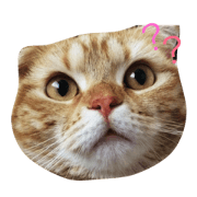 Yuzuuuu