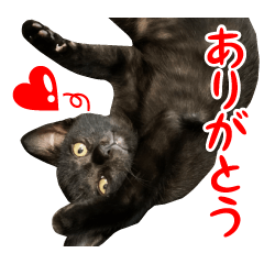 黒猫ラムの表情豊かなスタンプ
