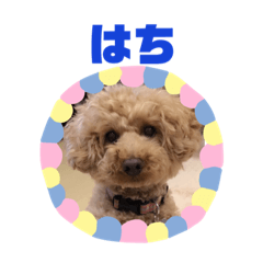 Hachi stickers 2021 2