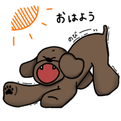 Brown poodle 1