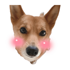 RINgo_20210621215025